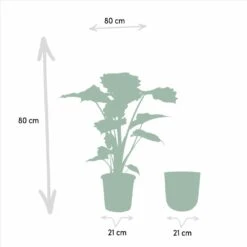 L'alocasia Portodora Et Son Cache-pot Doré - H80cm, ø21cm - Grande Plante D'intérieur -Promos Floromyst Boutique 7615aad5a5982523