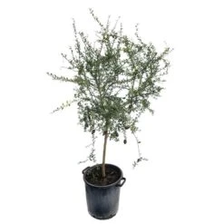 Citron Caviar H140/160cm : C35L -Promos Floromyst Boutique 784972 005