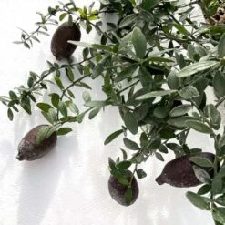 Citron Caviar H140/160cm : C35L -Promos Floromyst Boutique 784972 006