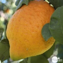 Cédratier H140/160cm : C35L -Promos Floromyst Boutique 784973 001