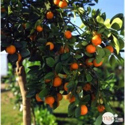 Clémentinier H140/160cm : C35L 5 Clémentinier H140/160cm : C35L -Promos Floromyst Boutique 784975 003