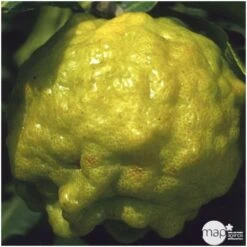 Combava H140/160cm : C35L 4 Combava H140/160cm : C35L -Promos Floromyst Boutique 784976 001