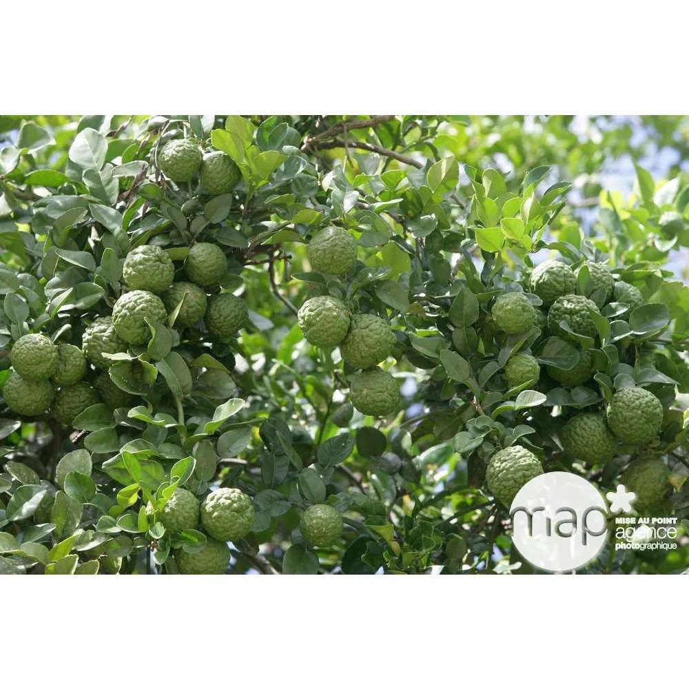 Combava H140/160cm : C35L 1 Combava H140/160cm : C35L