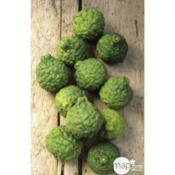 Combava H140/160cm : C35L 5 Combava H140/160cm : C35L -Promos Floromyst Boutique 784976 003