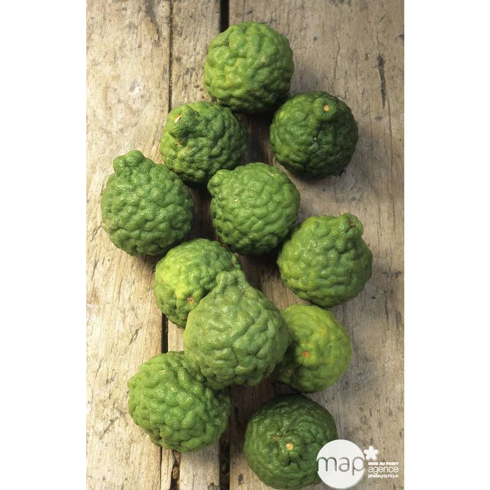 Combava H140/160cm : C35L 3 Combava H140/160cm : C35L – Image 3