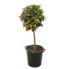 Kumquat H140/160cm : C35L