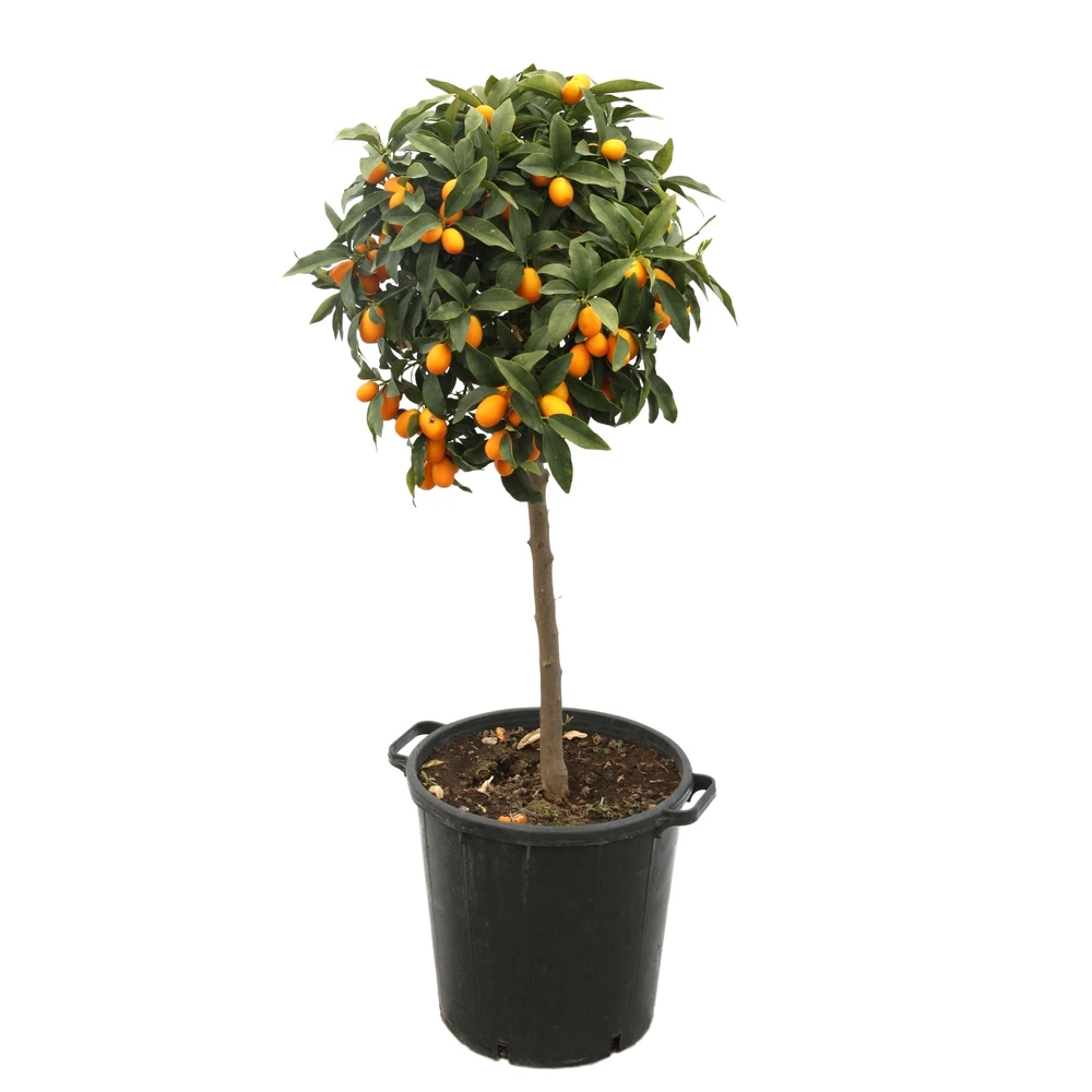 Kumquat H140/160cm : C35L 1 Kumquat H140/160cm : C35L