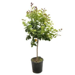 Citronnier 4 Saisons H.140/160cm : C35L -Promos Floromyst Boutique 784978 1765249