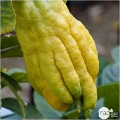 Main De Bouddha : H.140/160cm C35L -Promos Floromyst Boutique 784980 001