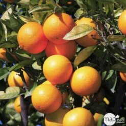 Oranger : H.140/160cm C35L -Promos Floromyst Boutique 784983 001