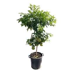 Pomelo à Chair Rose 'Star Ruby' :h.140/160cm -Promos Floromyst Boutique 784984 1765285