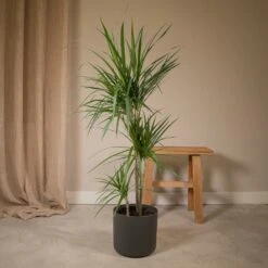 Dracaena Marginata - H115cm, ø21cm - Très Grande Plante D'intérieur 6 Dracaena Marginata - H115cm, ø21cm - Très Grande Plante D'intérieur -Promos Floromyst Boutique 7c073eb03a065c9e