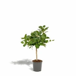 Ficus Benghalensis - H75cm, ø21cm - Grande Plante D'intérieur