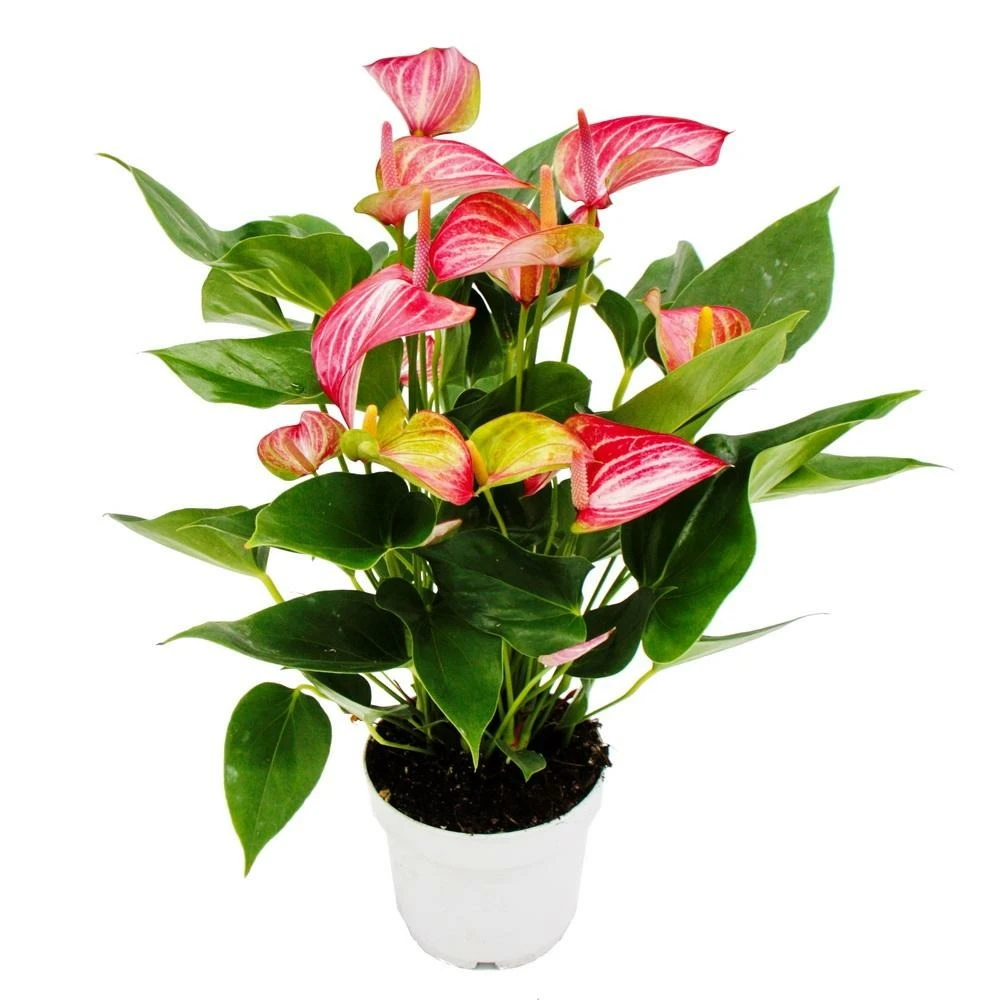 Fleur Flamant Rose - Anthurium Andreanum - Anthurium - Pot 14cm - Fleurs Multicolores - Livium 1 Fleur Flamant Rose - Anthurium Andreanum - Anthurium - Pot 14cm - Fleurs Multicolores - Livium