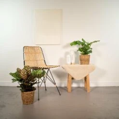 Calathea Makoyana, Calathea Orbifolia, Duo De Plantes - Plantes D'intérieur -Promos Floromyst Boutique 80e3484994a4b8c8