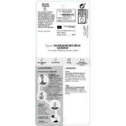 Figuier 'Madeleine Des 2 Saisons':pot 5L -Promos Floromyst Boutique 831275 002