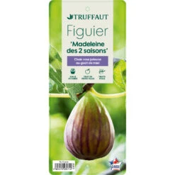 Figuier 'Madeleine Des 2 Saisons':pot 5L -Promos Floromyst Boutique 831275 1432960