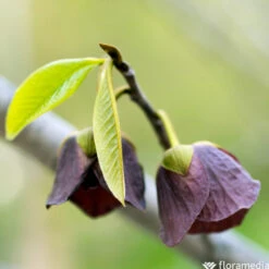 Asiminier Triloba 'Sunflower' Pot 3L 4 Asiminier Triloba 'Sunflower' Pot 3L -Promos Floromyst Boutique 834988 2077296