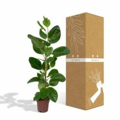 Ficus Altissima - H85cm, ø21cm - Grande Plante D'intérieur -Promos Floromyst Boutique 86f7d577990ab096