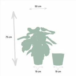 Calathea Médaillon Et Son Panier Naturel - H65cm, ø19cm - Plante D'intérieur 9 Calathea Médaillon Et Son Panier Naturel - H65cm, ø19cm - Plante D'intérieur -Promos Floromyst Boutique 88aeffa7f615bfa9