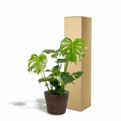 Delicious Monstera Et Son Panier Noir - H80cm, ø21cm - Plante D'intérieur -Promos Floromyst Boutique 8db70039d6a4af95