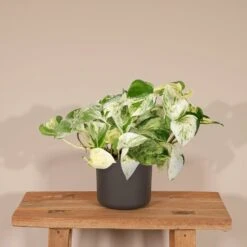 Epipremnum Happy Leaf Scindapsus - H15cm, ø12cm - Plante D'intérieur Tombante -Promos Floromyst Boutique 9477a6fd0dceaace