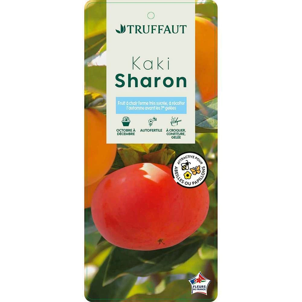 Kaki "Sharon" 1/2T Pot 15L 3 Kaki "Sharon" 1/2T Pot 15L – Image 3