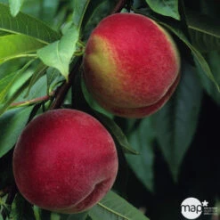 Pêcher à Chair Blanche Amsden, Bio, Gobelet -Promos Floromyst Boutique 952755 1774732