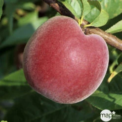 Pêcher à Chair Jaune JH Hale BIO, Gobelet 2 Ans 6 Pêcher à Chair Jaune JH Hale BIO, Gobelet 2 Ans -Promos Floromyst Boutique 952757 1774771