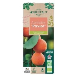 Abricotier Armeniaca Paviot, Bio : Gobelet 2 Ans 4 Abricotier Armeniaca Paviot, Bio : Gobelet 2 Ans -Promos Floromyst Boutique 952761 006