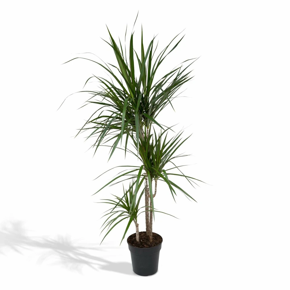 Dracaena Marginata - H115cm, ø21cm - Très Grande Plante D'intérieur 1 Dracaena Marginata - H115cm, ø21cm - Très Grande Plante D'intérieur