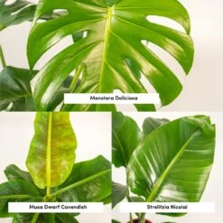Monstera Deliciosa, Bananier Musa, Strelitzia Nicolai - Grandes Plantes D'intérieur 7 Monstera Deliciosa, Bananier Musa, Strelitzia Nicolai - Grandes Plantes D'intérieur -Promos Floromyst Boutique 964644ac6b97da9d