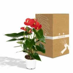 Anthurium Rouge - H40cm, ø12cm - Plante D'intérieur 9 Anthurium Rouge - H40cm, ø12cm - Plante D'intérieur -Promos Floromyst Boutique 972096c3ef4e7808