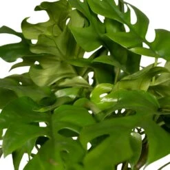 Monstera Minima - H25cm, ø15cm - Plante D'intérieur -Promos Floromyst Boutique 98881b448473e4cf