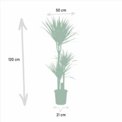 Yucca, Dracaena, Duo De Plantes - Grandes Plantes D'intérieur -Promos Floromyst Boutique 9da9357d44230960