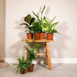 Box Suprise X6 - Plantes D'intérieur -Promos Floromyst Boutique 9e96e02d43701d59