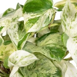 Epipremnum Happy Leaf Scindapsus - H15cm, ø12cm - Plante D'intérieur Tombante -Promos Floromyst Boutique 9ff0fe9832ba9055