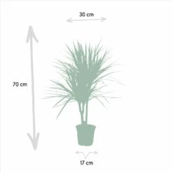 Dracaena Marginata - H90cm, ø17cm - Grande Plante D'intérieur -Promos Floromyst Boutique a10a0eaf2b955cc4