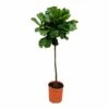 Ficus Lyrata Xl - H150cm, ø30cm - Très Grande Plante D'intérieur