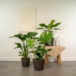 Monstera Deliciosa, Bananier Musa, Strelitzia Nicolai - Grandes Plantes D'intérieur 6 Monstera Deliciosa, Bananier Musa, Strelitzia Nicolai - Grandes Plantes D'intérieur -Promos Floromyst Boutique a33825a5c05006f3