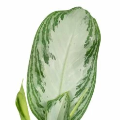 Aglaonema Silver Bay - H55cm, ø17cm - Plante D'intérieur -Promos Floromyst Boutique a5b31a05b559baea
