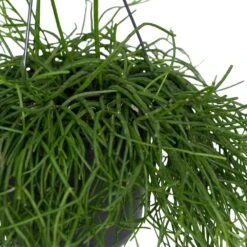 Rhipsalis Baccifera - H30cm, ø12cm - Plante D'intérieur Tombante 6 Rhipsalis Baccifera - H30cm, ø12cm - Plante D'intérieur Tombante -Promos Floromyst Boutique a71193cf3c64f29d