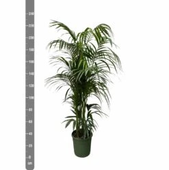 Palmier Kentia Xxxl - H230cm - Très Grande Plante D'intérieur 4 Palmier Kentia Xxxl - H230cm - Très Grande Plante D'intérieur -Promos Floromyst Boutique aabf5e3fb5806dbe