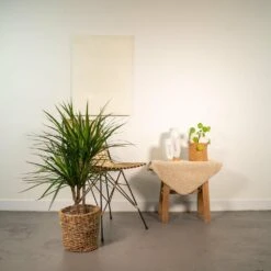 Dracaena Marginata - H90cm, ø17cm - Grande Plante D'intérieur -Promos Floromyst Boutique b08d01e06299bda0