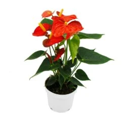Fleur De Flamant Rose - Anthurium Andreanum - Anthurium - Pot 12cm - "orange Champion -Promos Floromyst Boutique b1ae8bbb9b581bd6