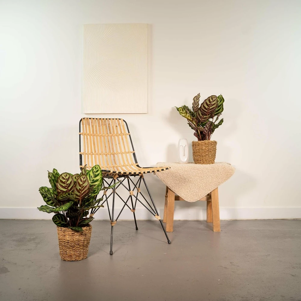 Calathea Makoyana Duo - Plantes D'intérieur 2 Calathea Makoyana Duo - Plantes D'intérieur – Image 2