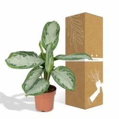 Aglaonema Silver Bay - H55cm, ø17cm - Plante D'intérieur -Promos Floromyst Boutique b5f3c26db9e6b948