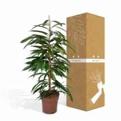Ficus Amstel King - H100cm, ø21cm - Très Grande Plante D'intérieur -Promos Floromyst Boutique b65ad4a4798c5ea3