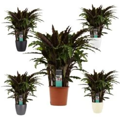 Plante D'ombrage Aux Feuilles Rouge-vert - Calathea Rufibarba Elgegrass - Pot De 17cm - Environ 65-70cm De Haut