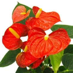 Fleur De Flamant Rose - Anthurium Andreanum - Anthurium - Pot 12cm - "orange Champion -Promos Floromyst Boutique b7097dee7be0935f